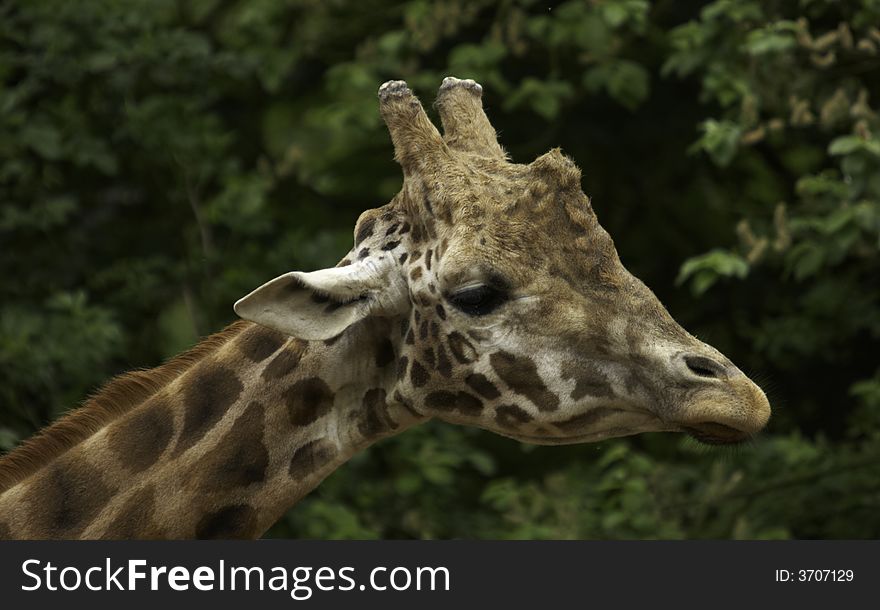 The giraffe is related to deer and cattle, but is placed in a separate family, the Giraffidae, consisting only of the giraffe and its closest relative, the okapi. Its range extends from Chad to South Africa. The giraffe is related to deer and cattle, but is placed in a separate family, the Giraffidae, consisting only of the giraffe and its closest relative, the okapi. Its range extends from Chad to South Africa.