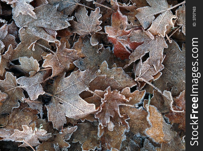 Frost covered leaves in fall. Frost covered leaves in fall