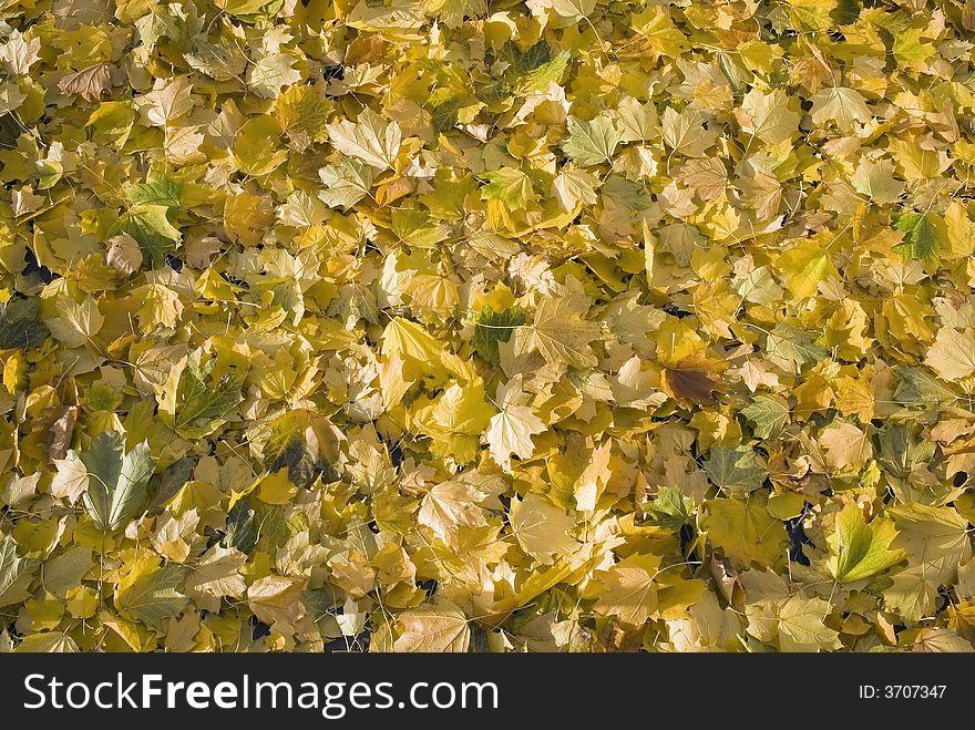 A background image of golden fall leaves covering the ground. A background image of golden fall leaves covering the ground.