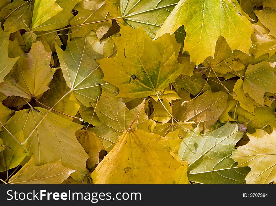 A background image of golden fall leaves covering the ground. A background image of golden fall leaves covering the ground.