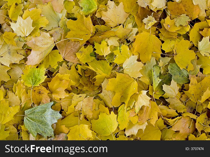 Golden Fall Leaves Background