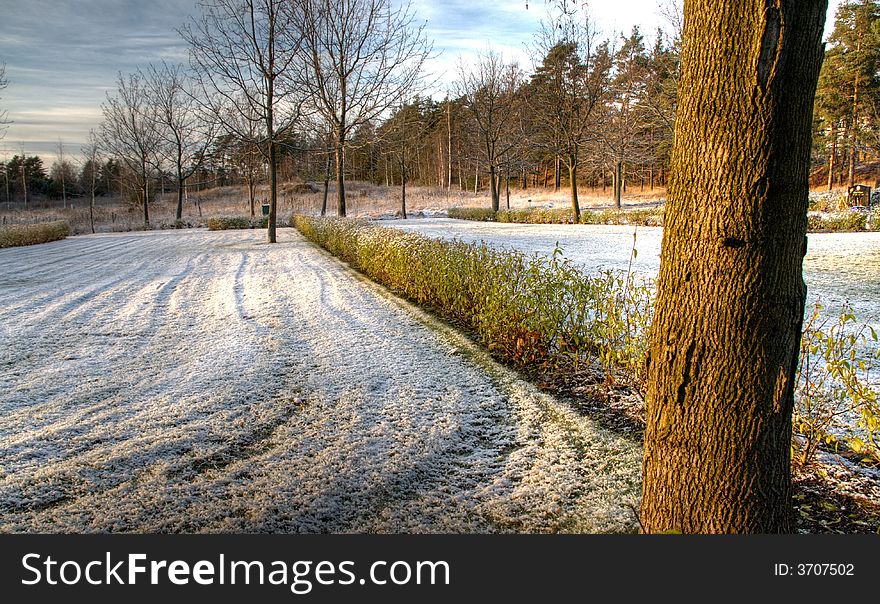 Snow And Tree