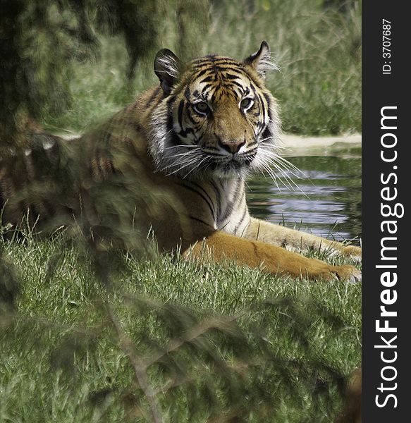 These superb animals are currently endangered, their world population stands at less than 500. This mature Sumatran Tiger was photographed at a big cat breeding programme in the UK. With the help of these projects, it is hoped that these animals will regain the numbers that have been lost to man. These superb animals are currently endangered, their world population stands at less than 500. This mature Sumatran Tiger was photographed at a big cat breeding programme in the UK. With the help of these projects, it is hoped that these animals will regain the numbers that have been lost to man.