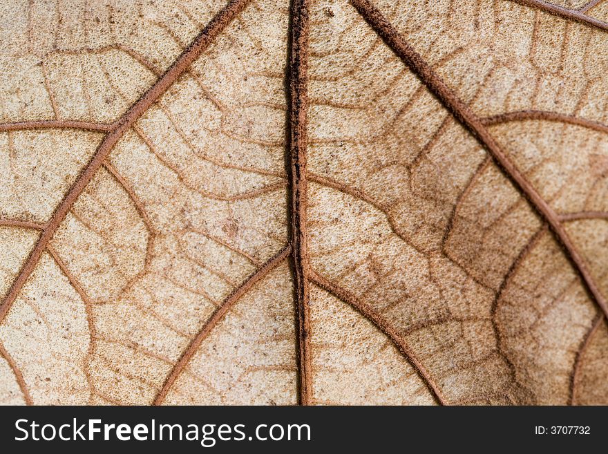 Fallen maple leaf