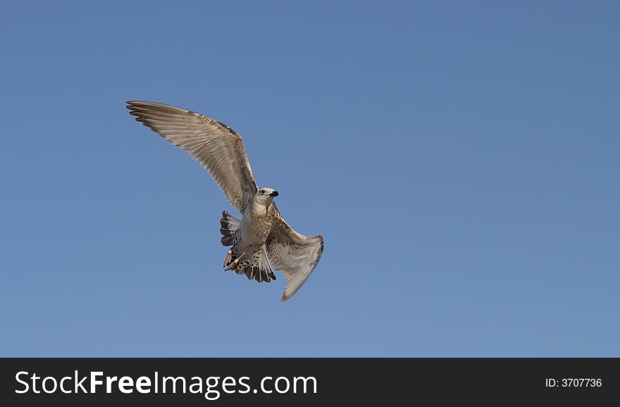 Flying seagull on a sky background