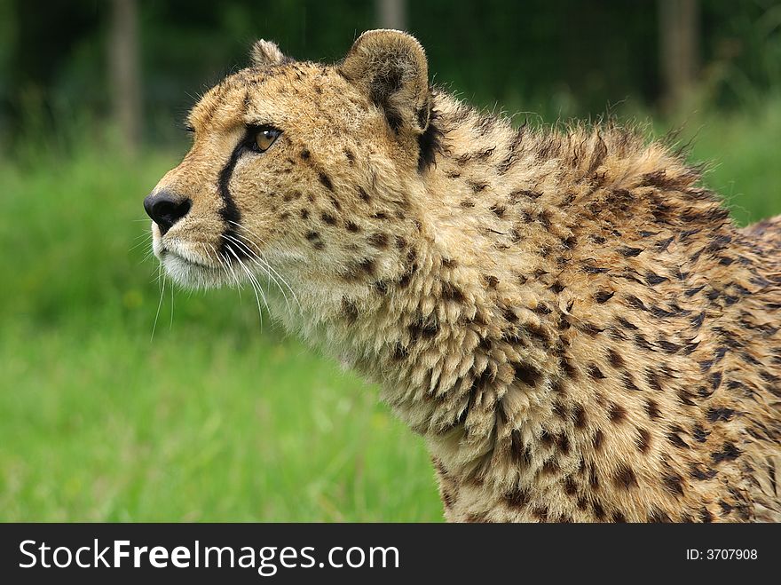 Head and shoulders of a Cheetah.