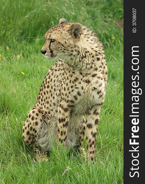 Cheetah sitting looking to the right. Cheetah sitting looking to the right.