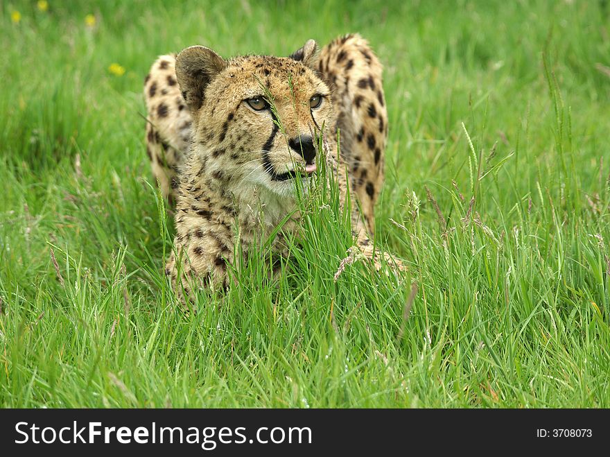 Cheetah crouched in the grass. Cheetah crouched in the grass