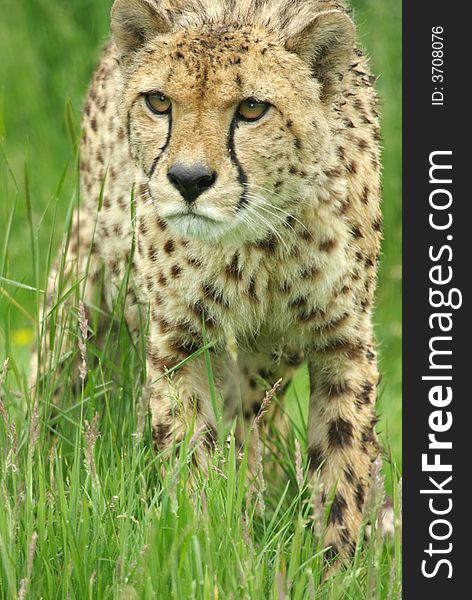 Head on shot of a cheetah, (face to face). Head on shot of a cheetah, (face to face).