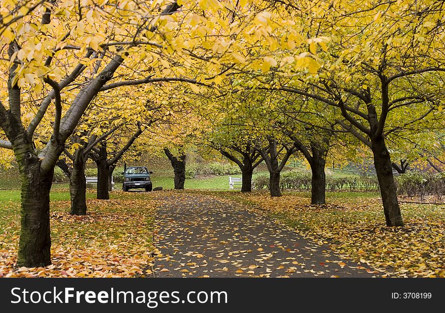 Autumn view of garden alley with beautiful bright foliage. Autumn view of garden alley with beautiful bright foliage