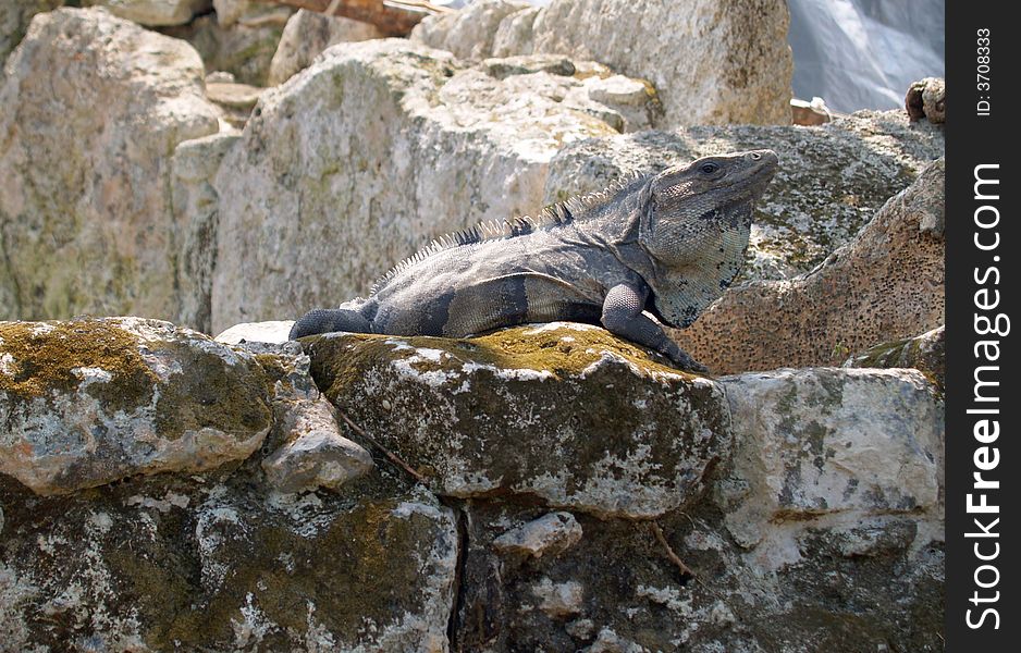 Iguana catching some sun on ruins in Mexico.