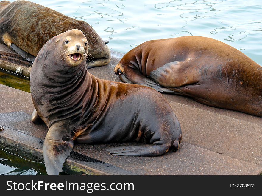 Humorous image of large sea lion looking towards viewer with his mouth open showing his fangs. Humorous image of large sea lion looking towards viewer with his mouth open showing his fangs