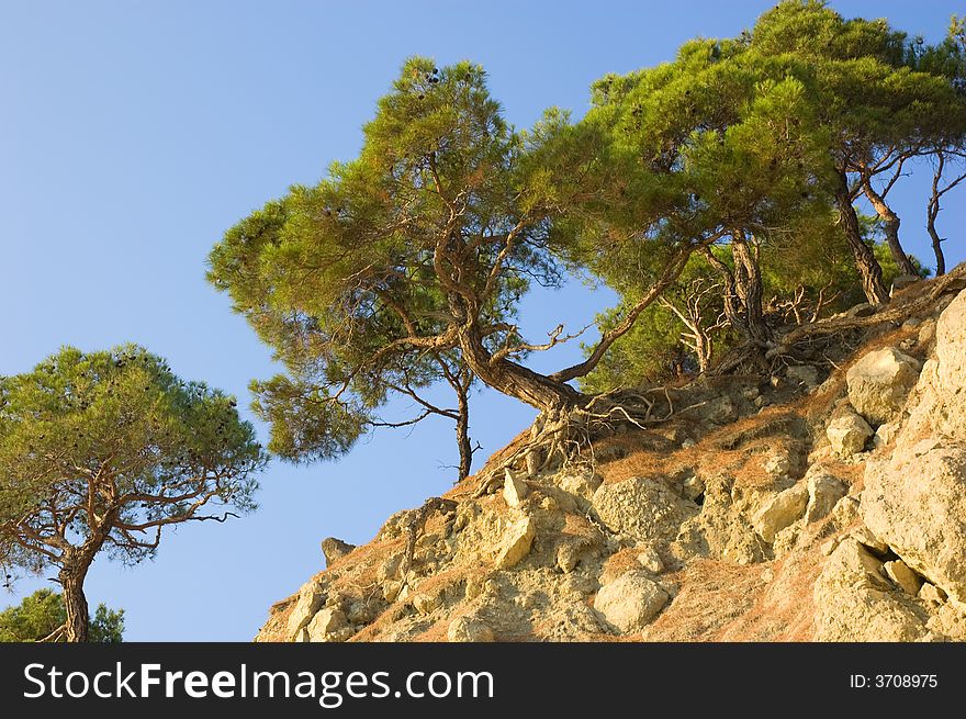 Pine-trees On Rocky Hill