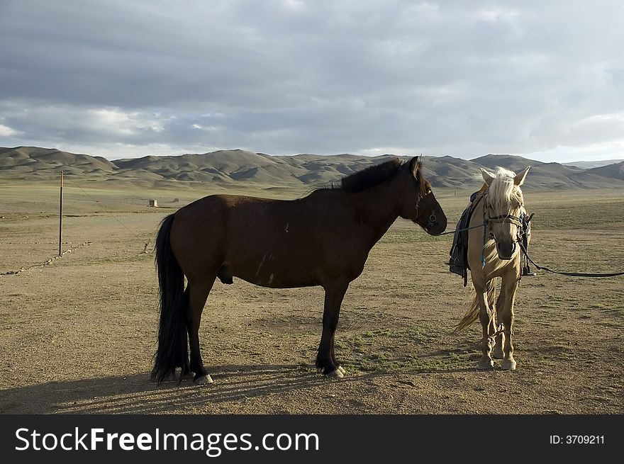 Two horses in Gobi desert