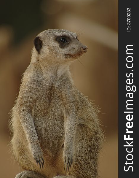 A meerkat sits on its hind legs and keeps an eye out for danger. A meerkat sits on its hind legs and keeps an eye out for danger.