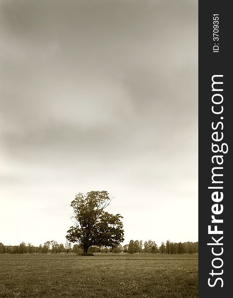 Single tree with cloudy sky background in sepia color tone. Single tree with cloudy sky background in sepia color tone