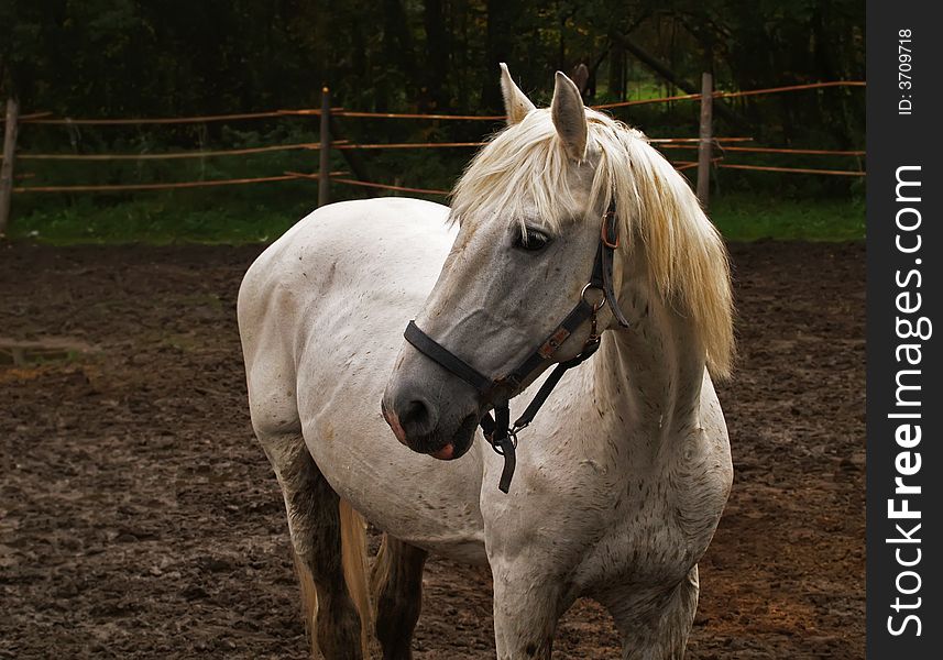 Horse in paddock. Melancholy white horse is alone.