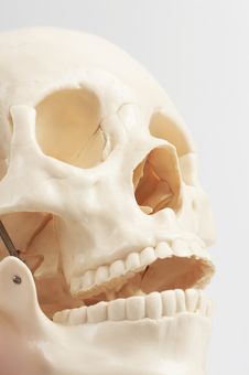 Human Skull Model Royalty Free Stock Photos Human Skull Model Royalty Free Stock Photos