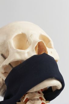 Human Skull Model Royalty Free Stock Image Human Skull Model Royalty Free Stock Image