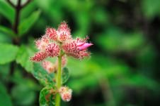 Hairy Pink Flower Buds Royalty Free Stock Photo Hairy Pink Flower Buds Royalty Free Stock Photo