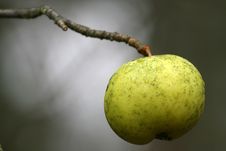 Apple Royalty Free Stock Images Apple Royalty Free Stock Images