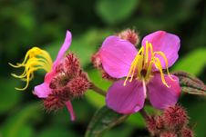 Pink Flower And Buds Stock Photos Pink Flower And Buds Stock Photos
