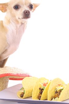 Chihuahua Tacos Vertical Royalty Free Stock Photos