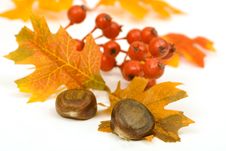 Chestnuts Leaves And Berries Royalty Free Stock Image