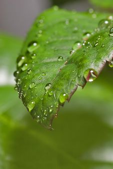 Drops On Leaf Royalty Free Stock Photos Drops On Leaf Royalty Free Stock Photos