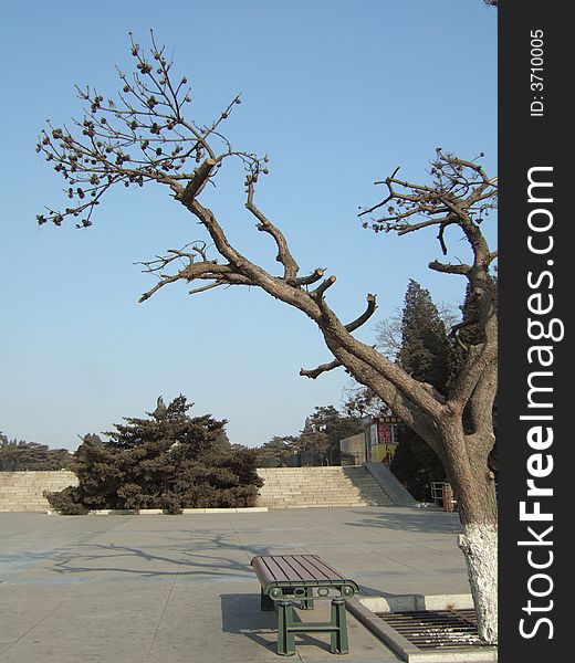 Bench and tree in a park