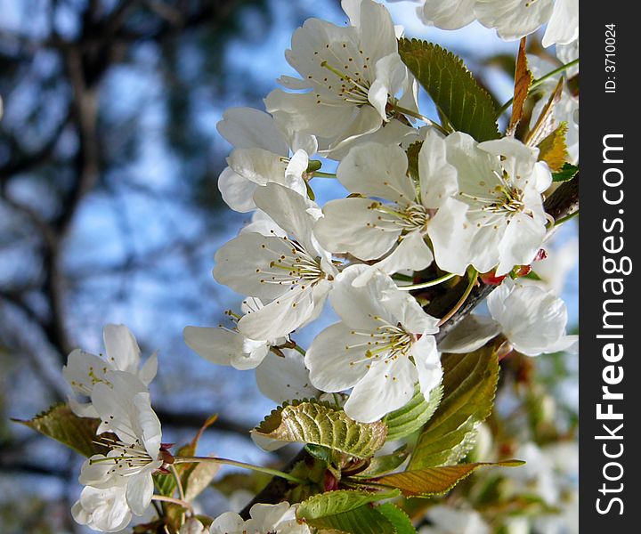 Cherry Tree Branch In Bloom