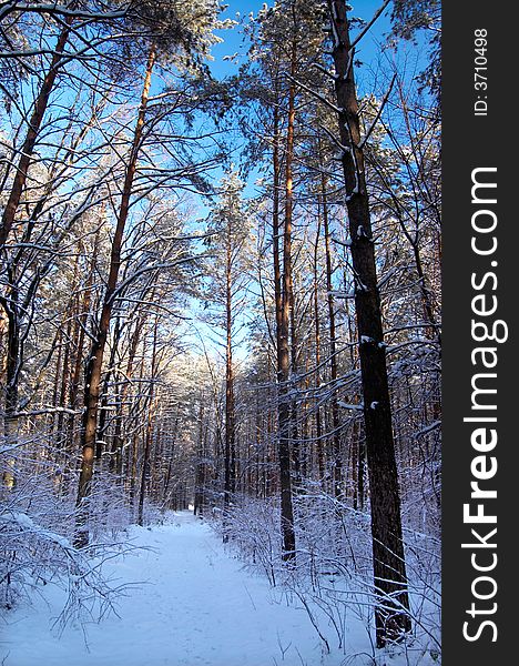 Winter in the park background