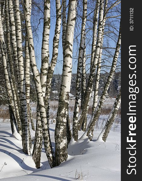 Several trees of the birch rising in winter wood. On distant plan cottages. Several trees of the birch rising in winter wood. On distant plan cottages.