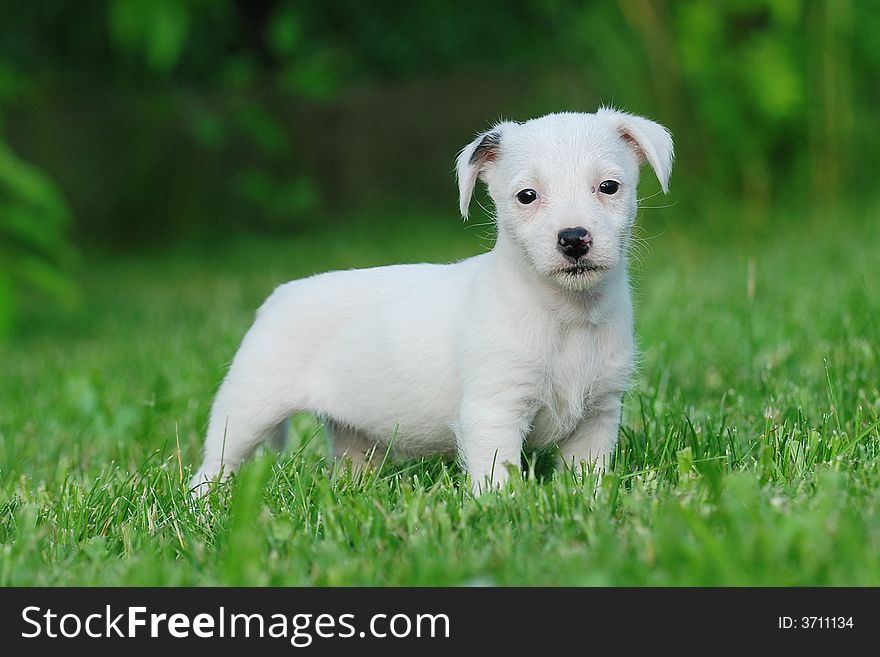 Jack Russell Terrier puppy