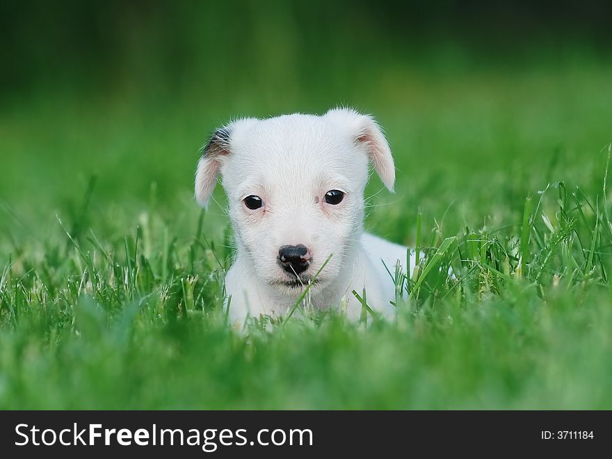 Jack Russell Terrier Puppy