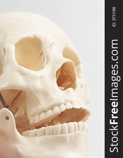 Anatomically correct medical model of the human skull. Anatomically correct medical model of the human skull