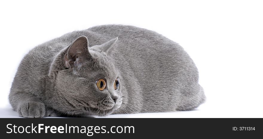 British blue cat stakes out bird