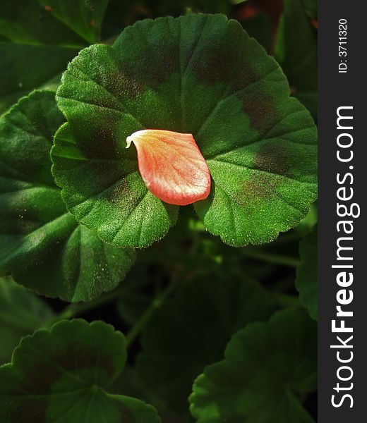 Petal and Leaves of a flower