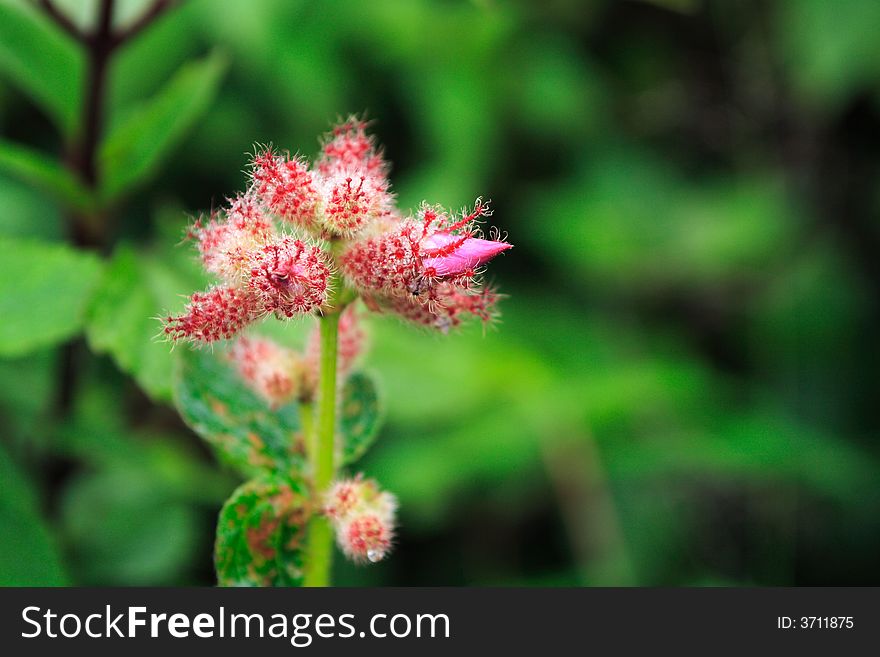 Hairy Pink Flower Buds