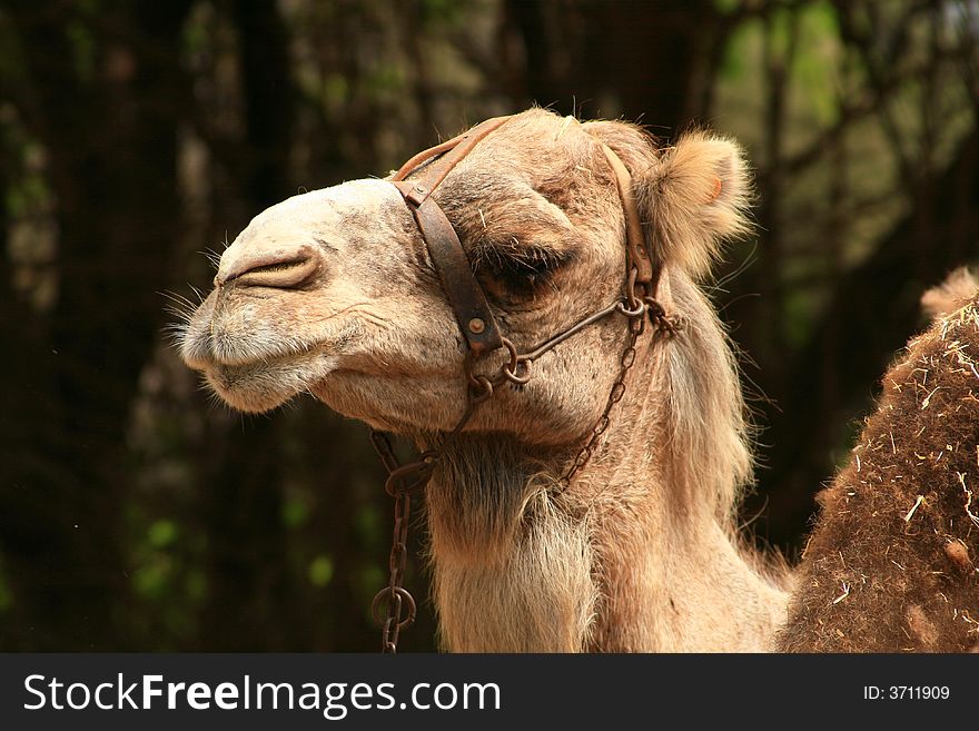 Serious camel