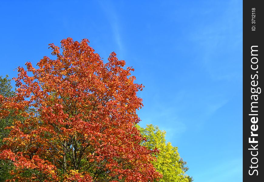 Colors of the fall - tree with multicoloured maple leaves in the country. Colors of the fall - tree with multicoloured maple leaves in the country
