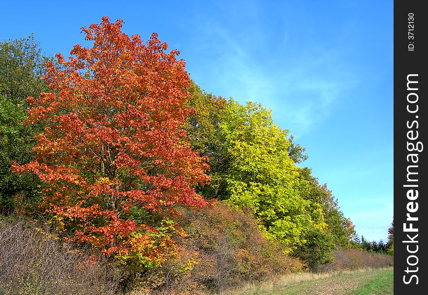 Colors of the fall - trees with multicoloured maple leaves in the country. Colors of the fall - trees with multicoloured maple leaves in the country