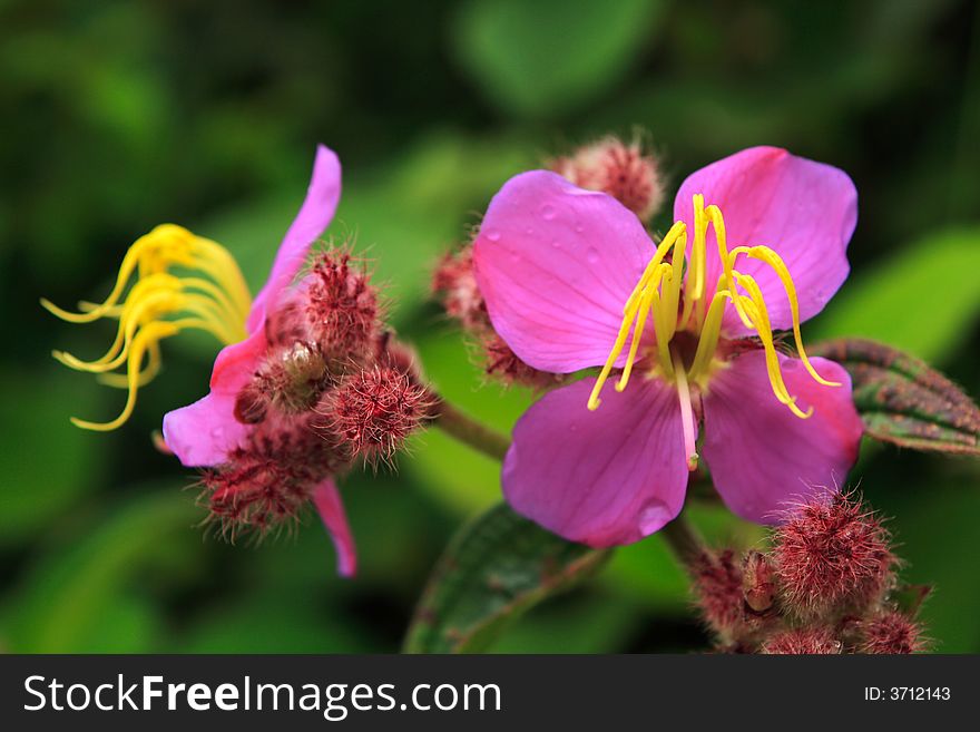 Pink flower and small buds with water drops. Pink flower and small buds with water drops