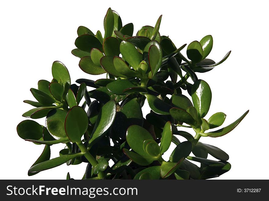 A money plant against a white background