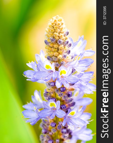 Inflorescence with fresh blooms and blue coils of stamens of unopened flowers. Inflorescence with fresh blooms and blue coils of stamens of unopened flowers