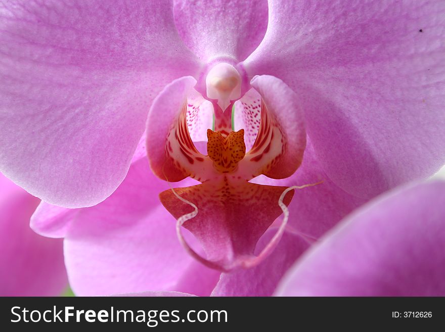 Pink orchidee makro capture. Nature is the real beauty on earth. Pink orchidee makro capture. Nature is the real beauty on earth.
