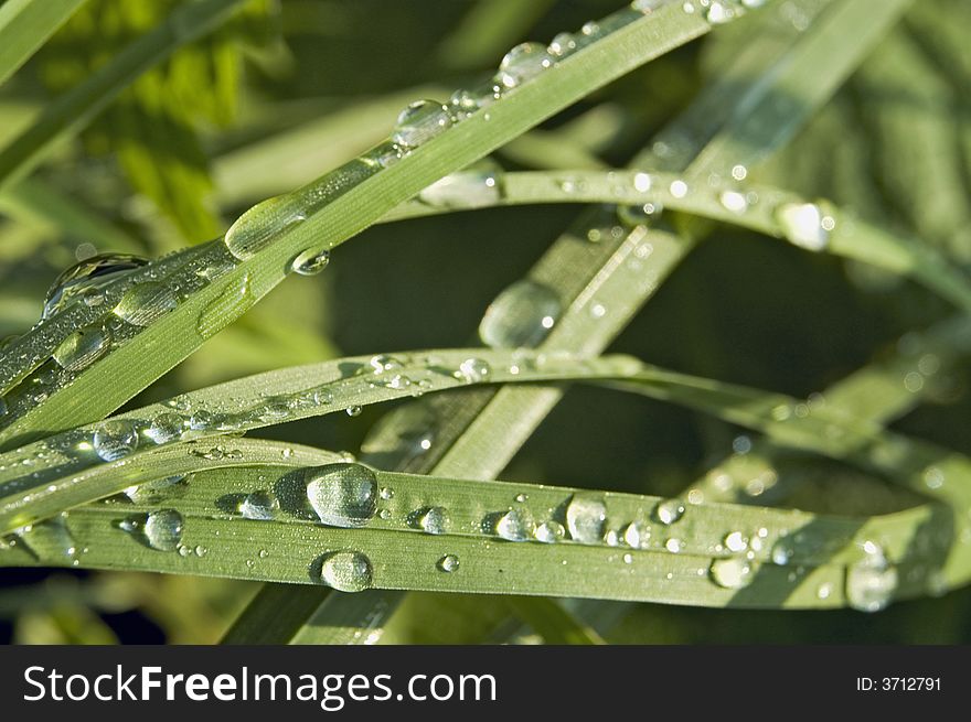 Dew On A Grass