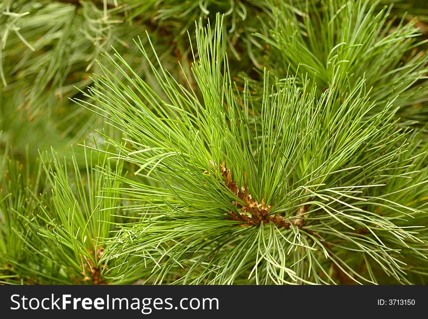 Coniferous tree with green young pin