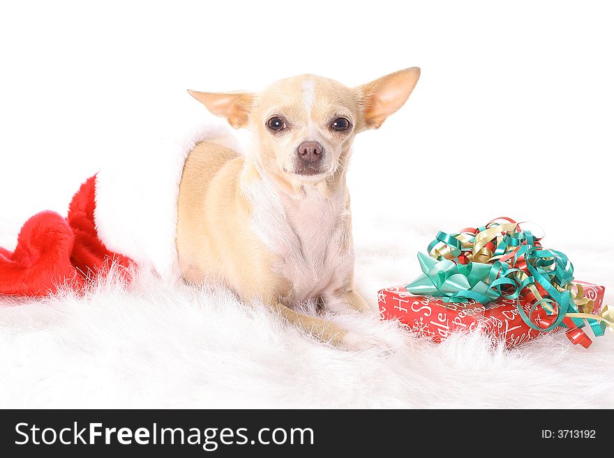 Shot of a chihuahua in a stocking