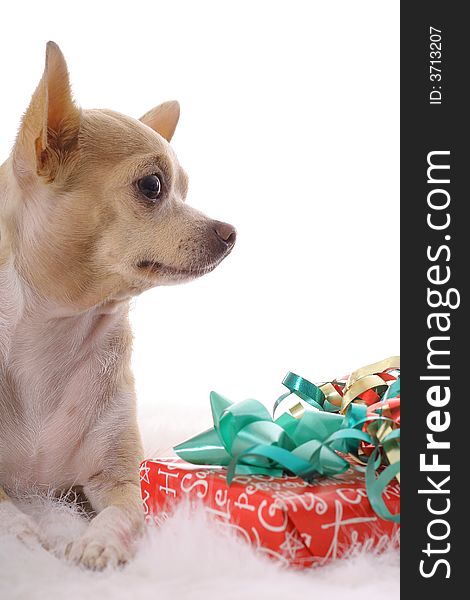 Photo of a chihuahua baby christmas vertical